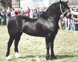 horse Cruglwyd Siriol (Welsh-Cob (Sek. D), 2003, from Gwynfaes Culhwch)