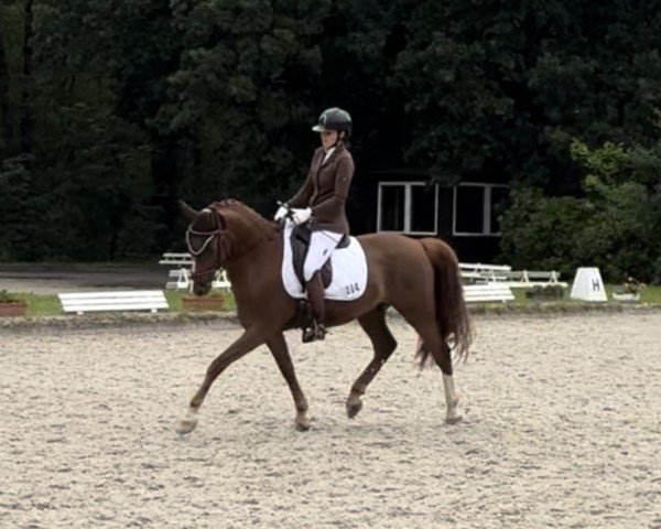 dressage horse Holger Holgersson (Westphalian, 2017, from Fs Numero Uno)