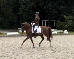 dressage horse Holger Holgersson (German Riding Pony, 2017, from Fs Numero Uno)