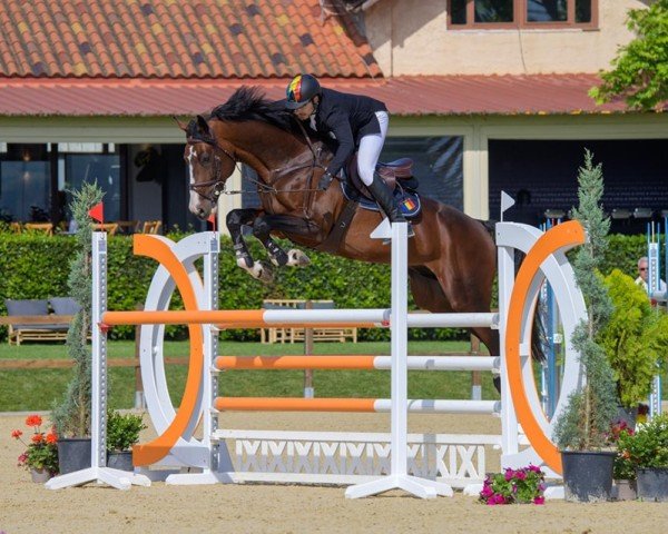 jumper Air King Jr (Oldenburg show jumper, 2018, from Air King)