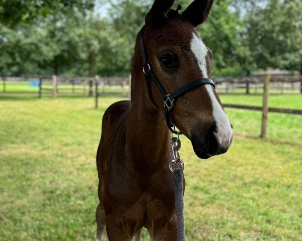 foal by Daloucan SF (Zangersheide riding horse, 2024, from Darry Lou)