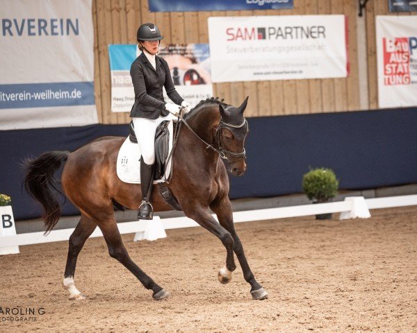 dressage horse Be Brave (German Sport Horse, 2016, from Be Careful)