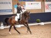 dressage horse Be Brave (German Sport Horse, 2016, from Be Careful)