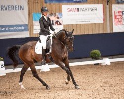 dressage horse Be Brave (German Sport Horse, 2016, from Be Careful)