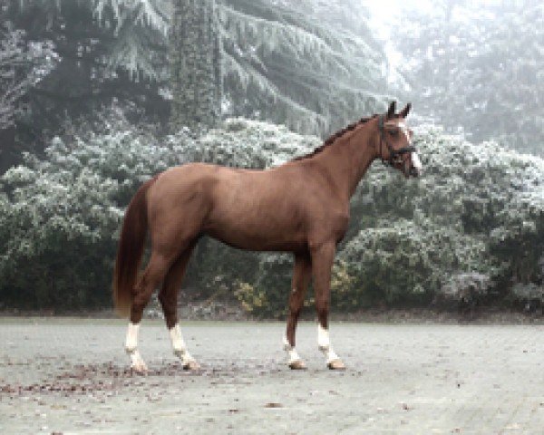 dressage horse Bailando 65 (Oldenburg, 2019, from Baron)