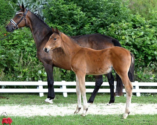 broodmare Calimba Love (Trakehner, 2007, from Kaiserdom)