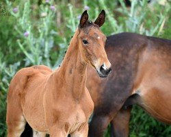 foal by Cayman (Trakehner, 2024, from Imperio 3)