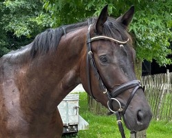 dressage horse Casiraghi (Trakehner, 2020, from Ivanhoe)