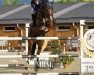 jumper Vegas (Oldenburg show jumper, 2016)