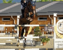 jumper Vegas (Oldenburg show jumper, 2016)