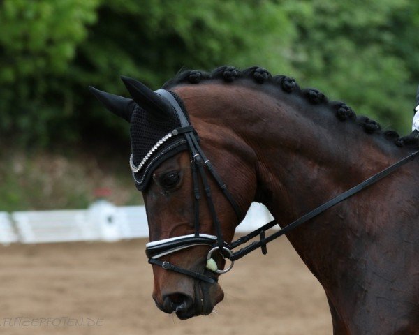 dressage horse Dagobert 122 (Hanoverian, 2012, from Don Frederico)