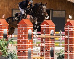 jumper Coco Chanel (Oldenburg show jumper, 2014, from Cinsey)