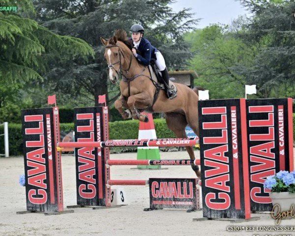 jumper Chaccothago (Oldenburg show jumper, 2017, from Exelero 2)
