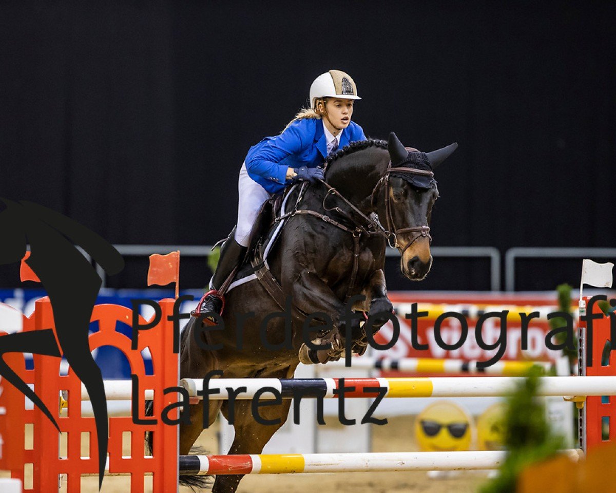 Springpferd Sugar Boy 19 (Hannoveraner, 2012, von Contendro I)