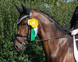 dressage horse Zu Schön (Rhinelander, 2020, from Zoom)