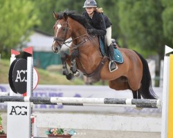 jumper Calasina (Hungarian Warmblood, 2014, from Calato)