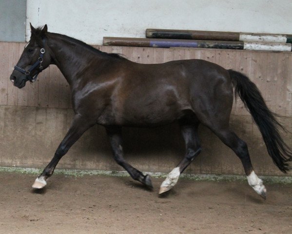 horse Bon Jovi (New Forest Pony, 2001, from Bolero)