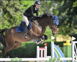 Springpferd Cascabel Vh Reukenis Z (Zangersheide Reitpferd, 2017, von Casallo Z)