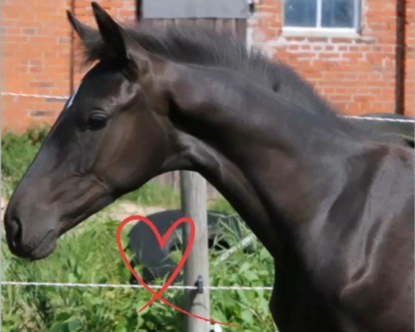 dressage horse Tippfela (Hanoverian, 2022, from Titolas)