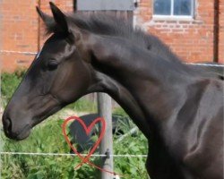 dressage horse Tippfela (Hanoverian, 2022, from Titolas)