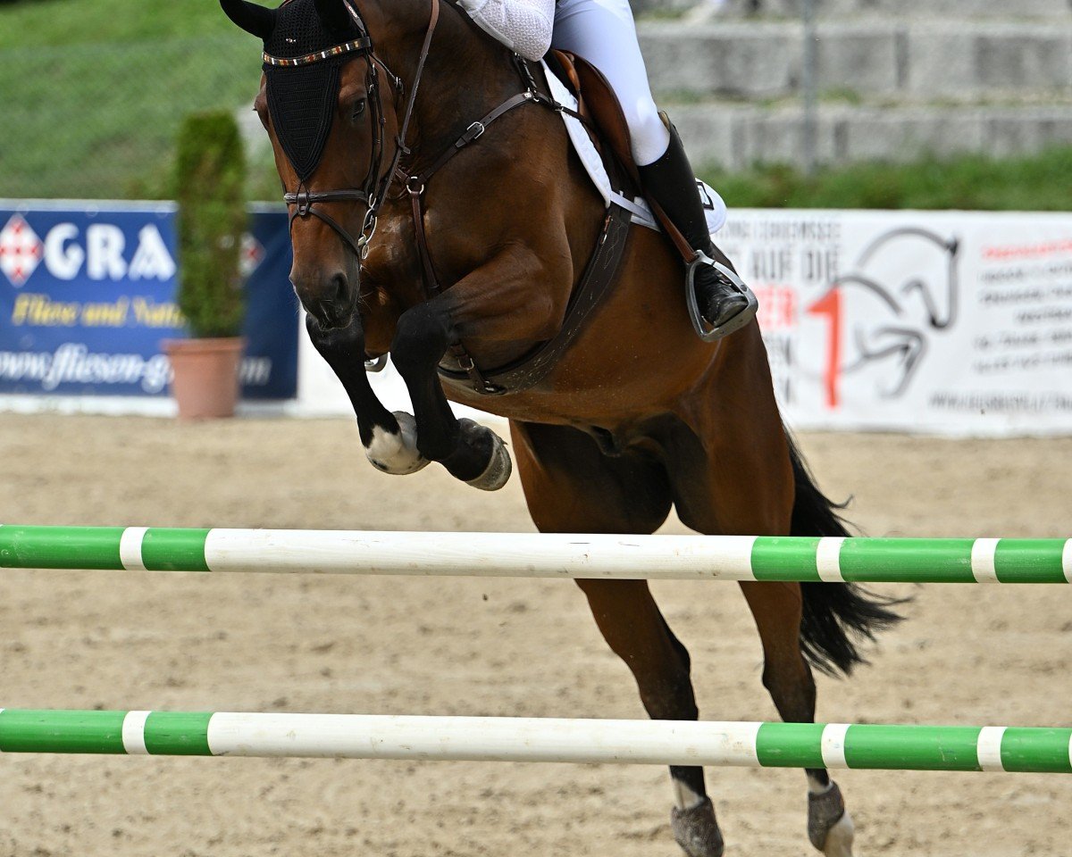 Springpferd Easter Flip du Gibet (Luxemburgisches Reitpferd, 2016, von Eras Ste Hermelle)
