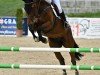 jumper Easter Flip du Gibet (Luxembourg horse, 2016, from Eras Ste Hermelle)