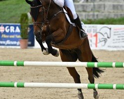 Springpferd Easter Flip du Gibet (Luxemburgisches Reitpferd, 2016, von Eras Ste Hermelle)