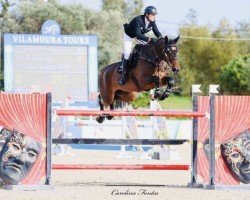 Springpferd Louis Vuitton vd Wouwerse Veld (Belgisches Warmblut, 2011, von Thunder van de Zuuthoeve)