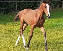 dressage horse Anka (Hanoverian, 2021, from Almoretto)