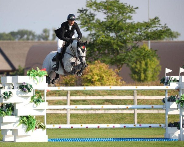 stallion Imposant van de Renger (KWPN (Royal Dutch Sporthorse), 2013, from Comme il Faut)