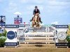 jumper Gaga E D' Augustijn (KWPN (Royal Dutch Sporthorse), 2011, from Bustique)