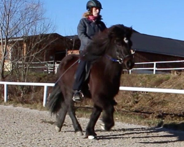 Pferd Tandri von der Elschenau (Islandpferd, 2006, von Leiknir fra Vakurstödum)