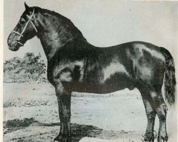 stallion Spekonis (Groningen, 1935, from Waldherr)