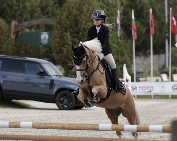 Springpferd Bodethal's Nobel Dancer (Deutsches Reitpony, 2012, von Bodethals Noble Man)