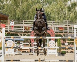 jumper Ezel (Hungarian Warmblood, 2009)