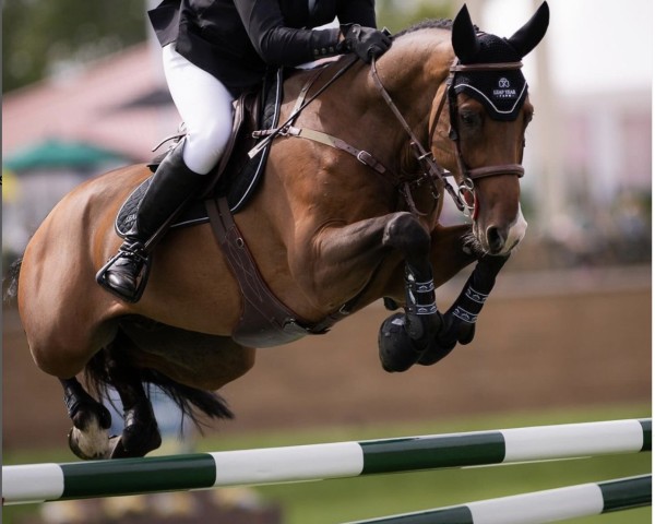 jumper Fairson TS (Oldenburg show jumper, 2016, from VDL Emmerton)