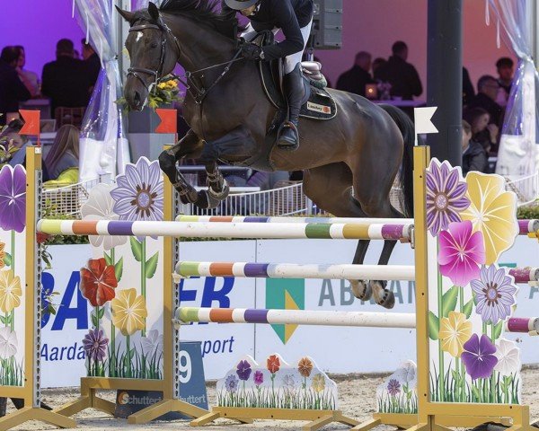Springpferd Coco Chanel (Oldenburger Springpferd, 2014, von Cinsey)