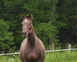 broodmare Diva 501 (Westphalian, 2005, from Don Bedo I)