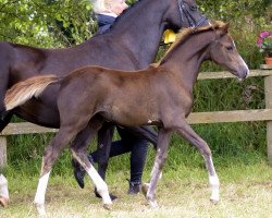 Dressurpferd Ruby Qu (Deutsches Reitpony, 2016, von Aarubinio)