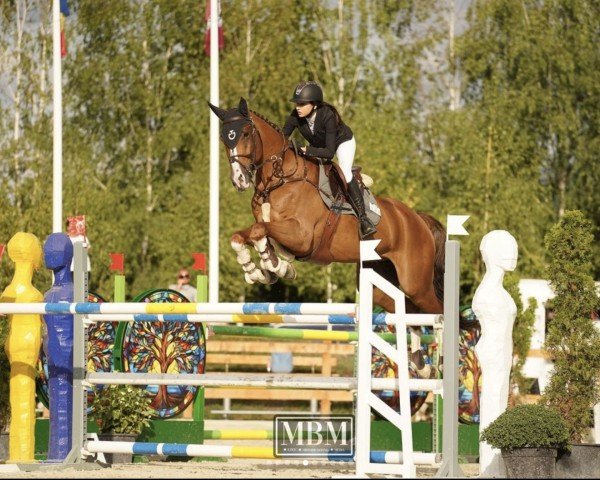 jumper Con Clarimo (Oldenburg show jumper, 2017, from Cinsey)