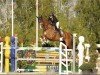 jumper Con Clarimo (Oldenburg show jumper, 2017, from Cinsey)