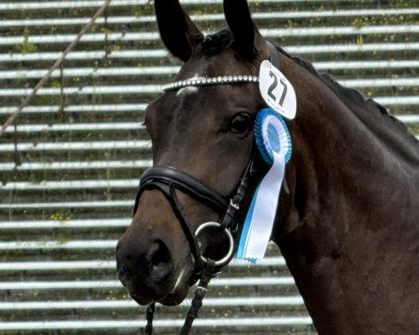 dressage horse Little Love Story (German Sport Horse, 2019, from Fidertanz)