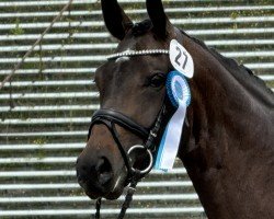 dressage horse Little Love Story (Deutsches Sportpferd, 2019, from Fidertanz)