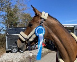 Springpferd Akacija (Trakehner, 2018, von Viskis)