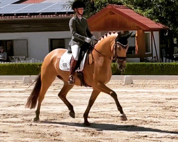 dressage horse Menphis Sernadinha (Lusitano, 2016, from Campeador 5)