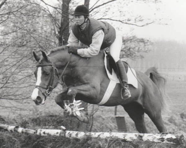 Deckhengst Napoleon (Nederlands Rijpaarden en Pony, 1989, von Netron ox)