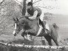 stallion Napoleon (Nederlands Rijpaarden en Pony, 1989, from Netron ox)