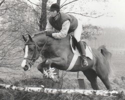 Deckhengst Napoleon (Nederlands Rijpaarden en Pony, 1989, von Netron ox)