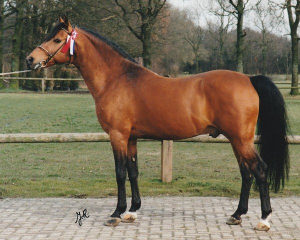 stallion E-Boy (Nederlands Rijpaarden en Pony, 1986, from Eduard)