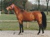 Deckhengst E-Boy (Nederlands Rijpaarden en Pony, 1986, von Eduard)